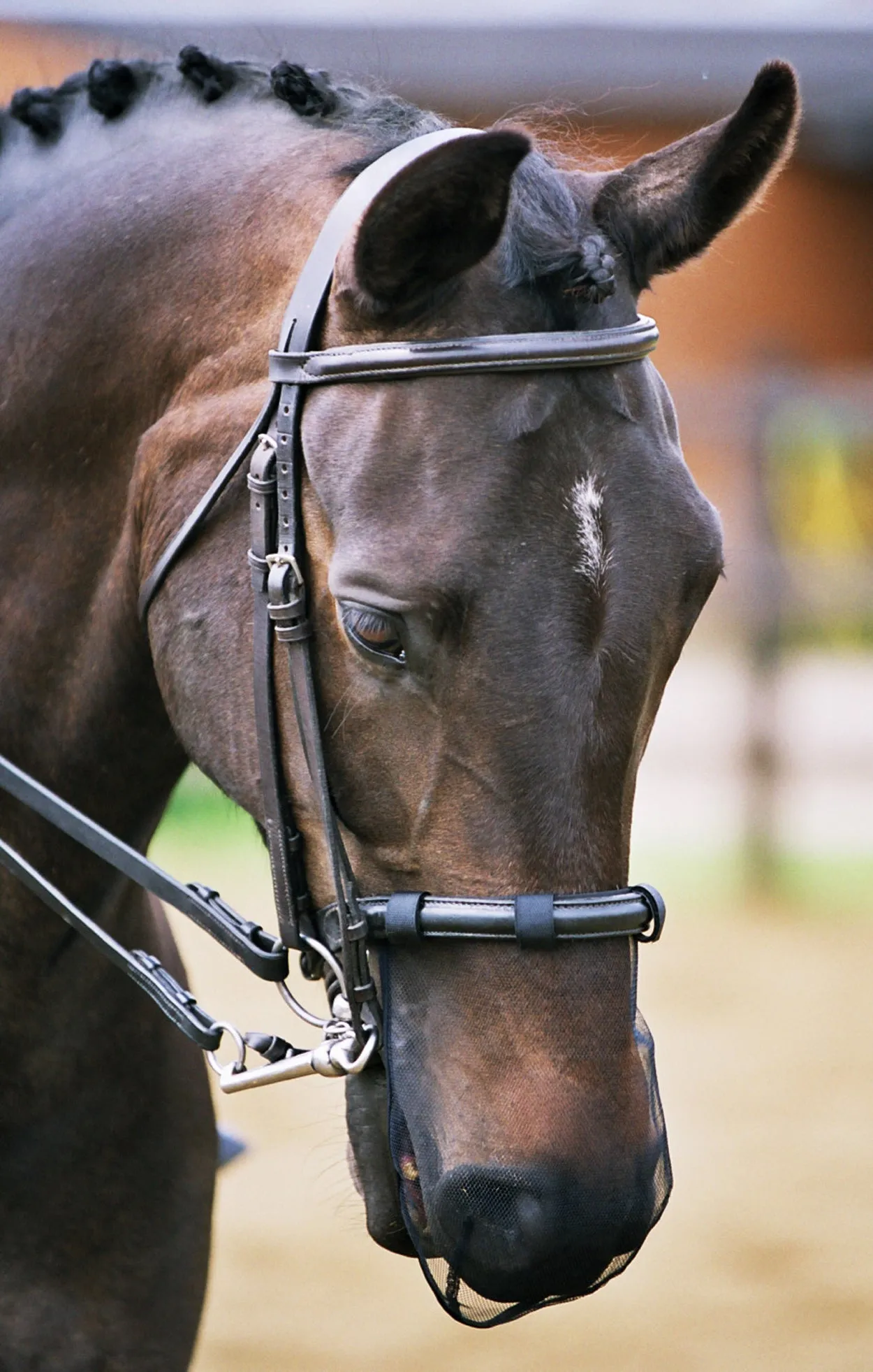 Net Relief Muzzle Net for Head Shaking